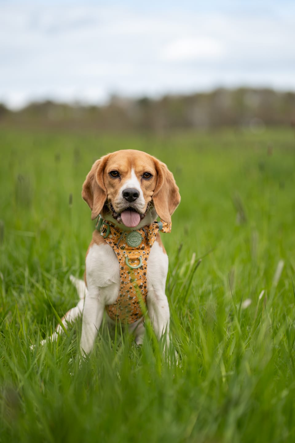 Customer photo review of Trail & Glow Dog Harness & Lead Set - Colour Drops - Wanna-Bee