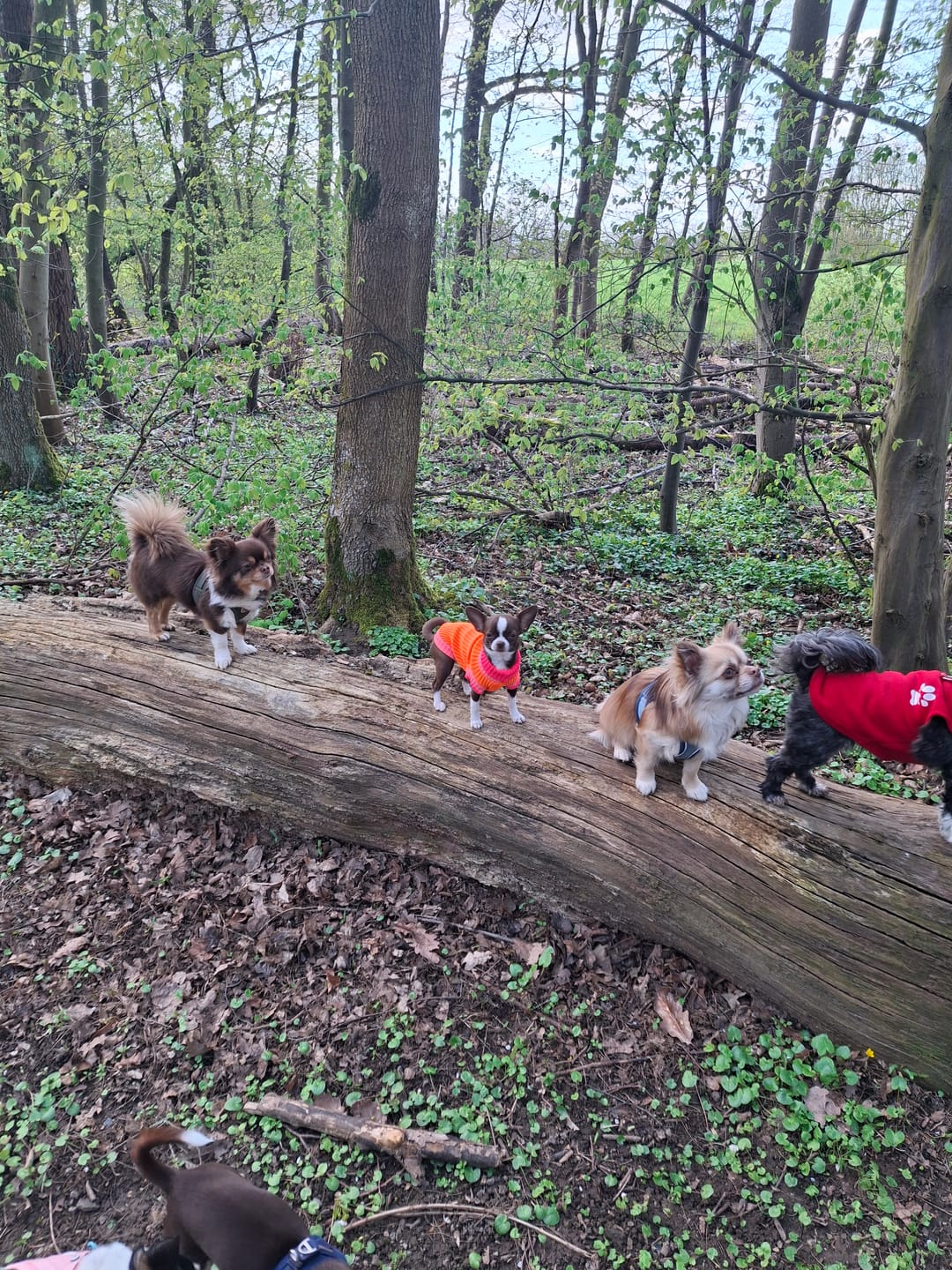 Customer photo review of THE GLOW LOOP 2.0 - Neon Hundeschal - (Sunny Tangerine)