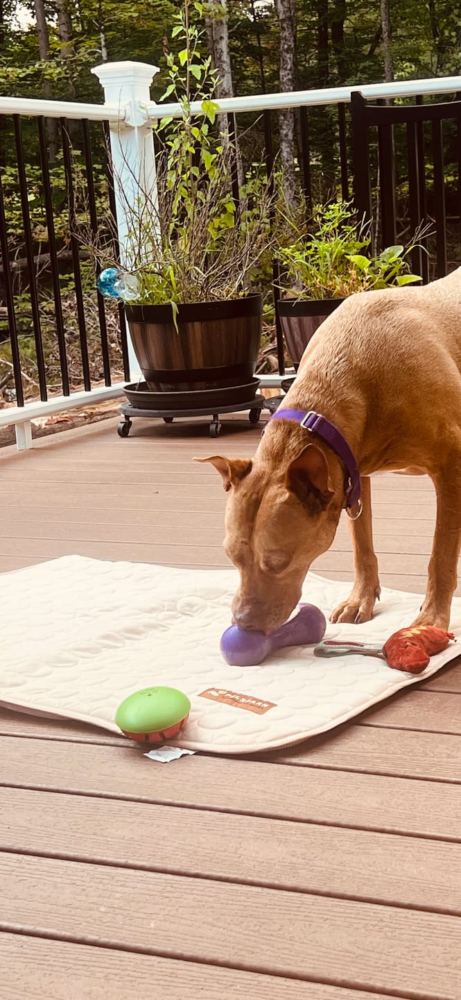 Customer photo review of Bone Refills Dog Meat 90 Grams (4 Pack)®