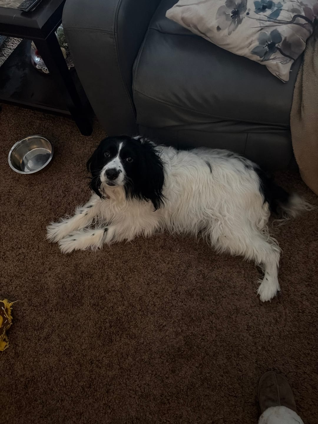 Customer photo review of Himalayan Yak Chew Flavor Pack