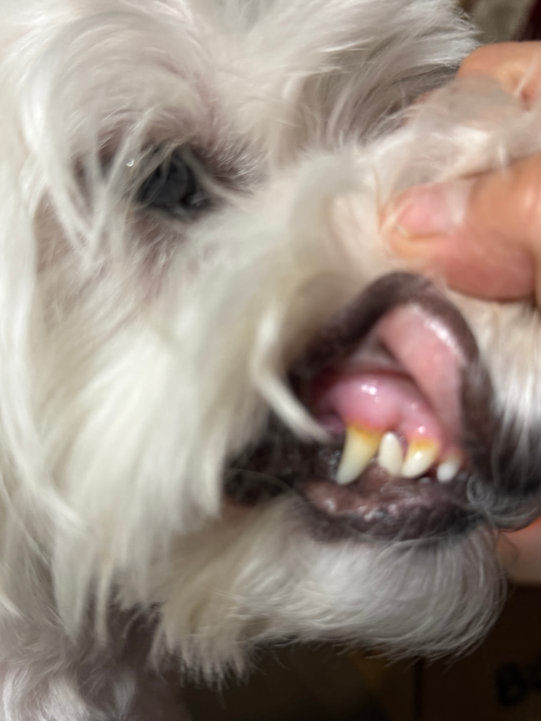 Customer photo review of DENTAL STRIPS