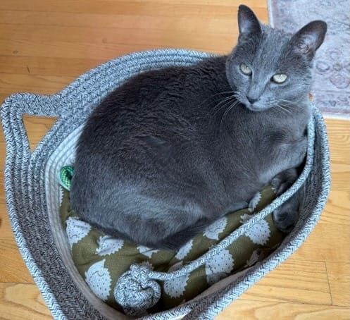 Customer photo review of Instinct Basket | Meet the first research-backed natural territory for indoor cats