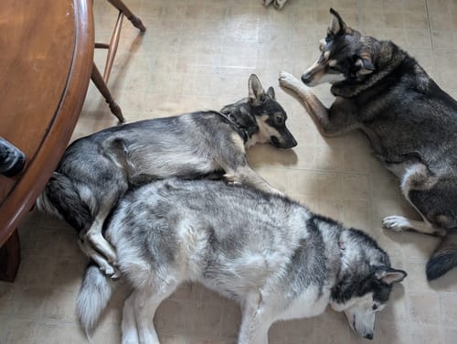 Reviewer's three large, furry dogs lying on the floor, showing why the pet hair removal tool is necessary.