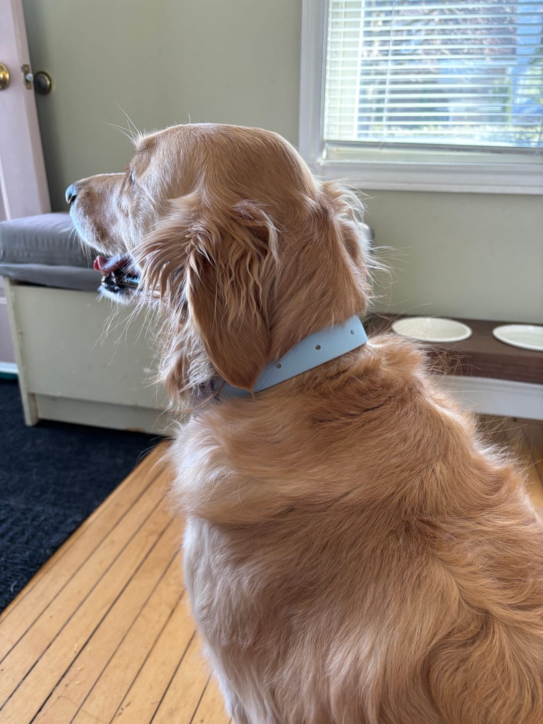 Customer photo review of Moodies Collar
