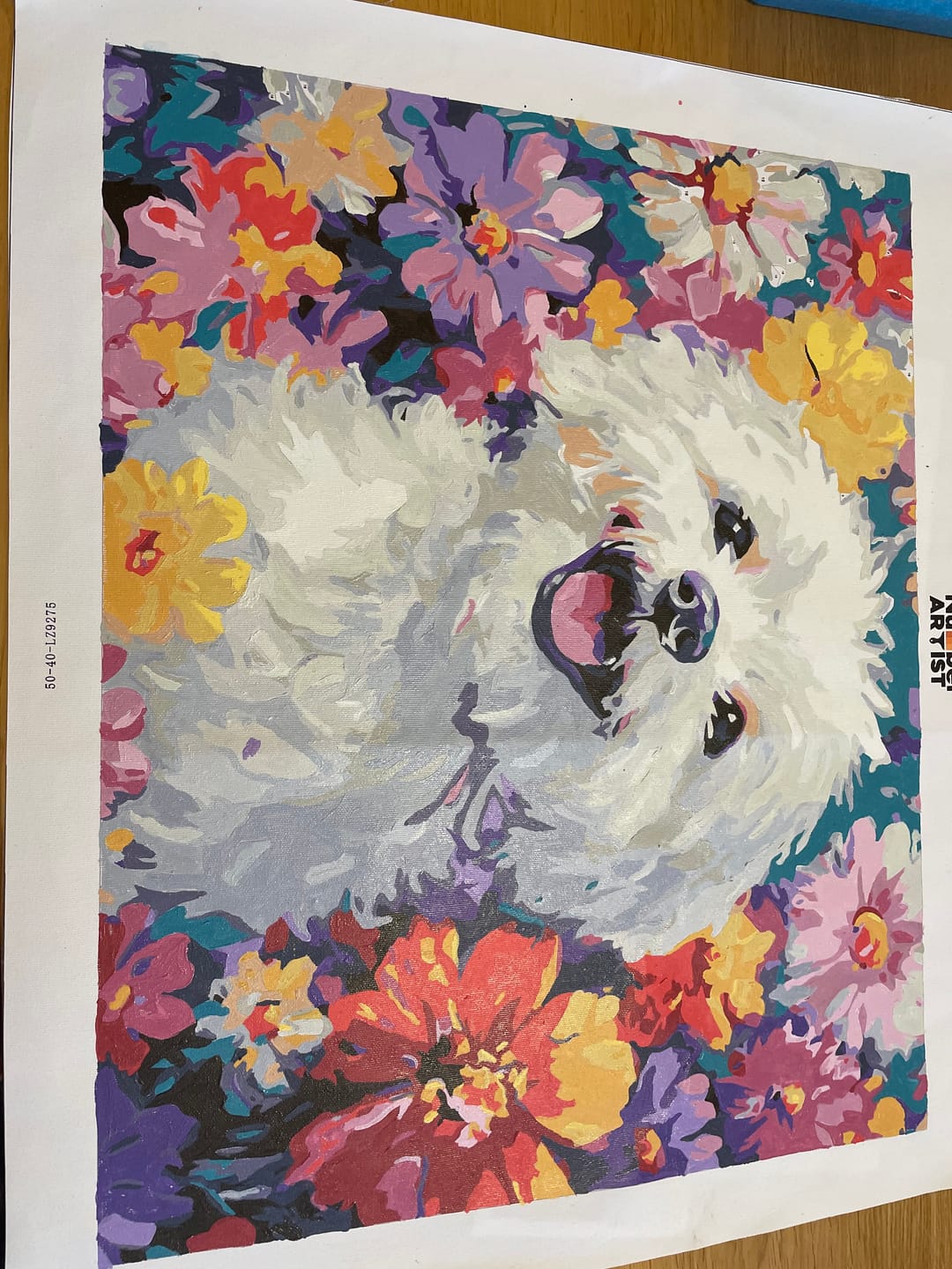 Customer photo review of Bichon Frise