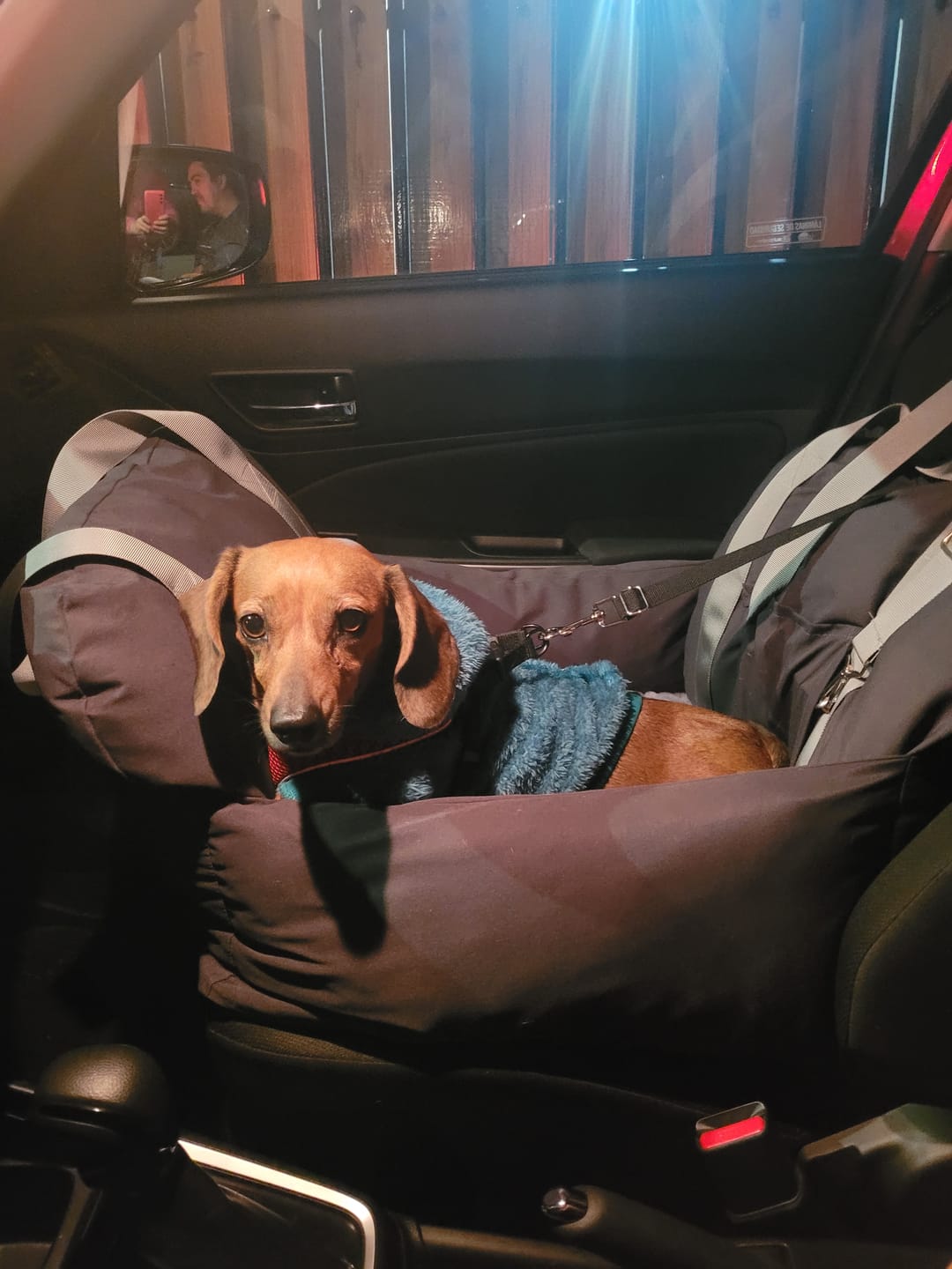 Customer photo review of Asiento Primera Clase THE DOGS — Viajes seguros y cómodos