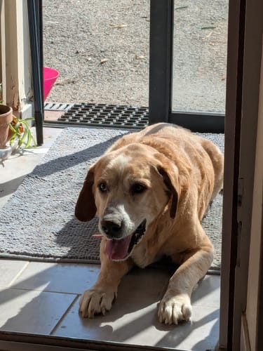 Le chien âgé d'un client se repose au soleil, l'air détendu, en lien avec son avis sur le Complément articulations.