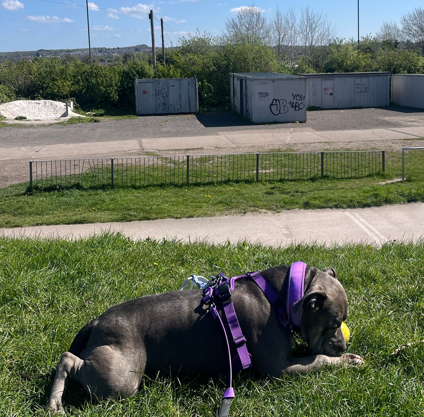 Customer photo review of Anti Pull Hurricane Harness Lighter | With Handle - Purple
