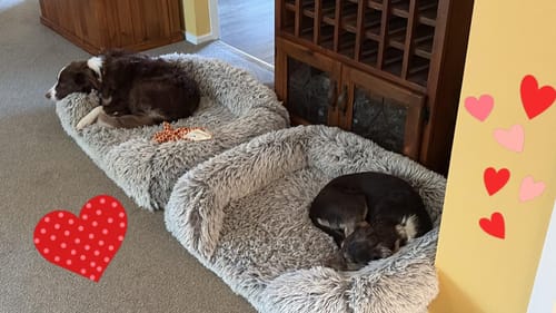 Customer photo review of Pet Orthopaedic Bed