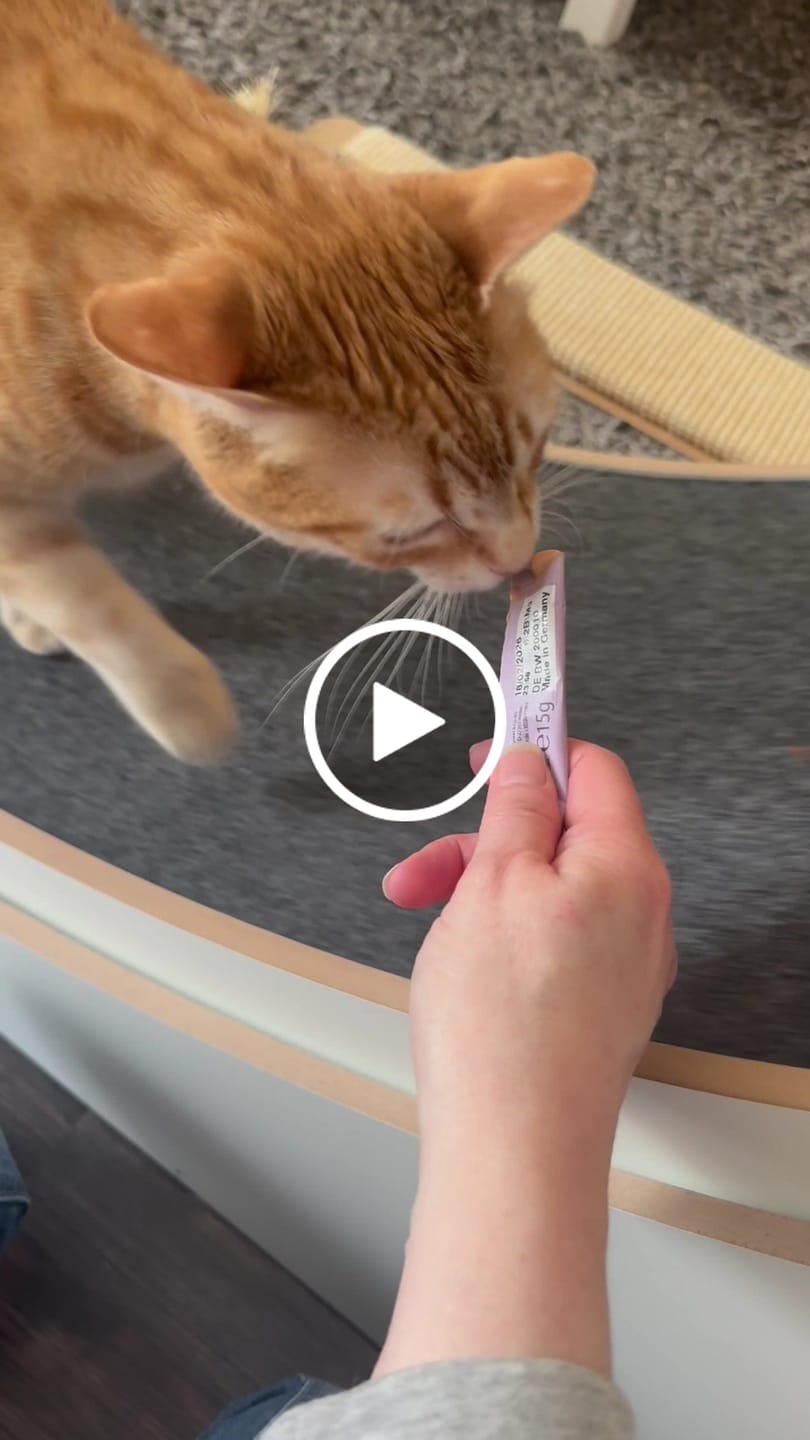 Customer video review of Elmato Katzenlaufrad Simba