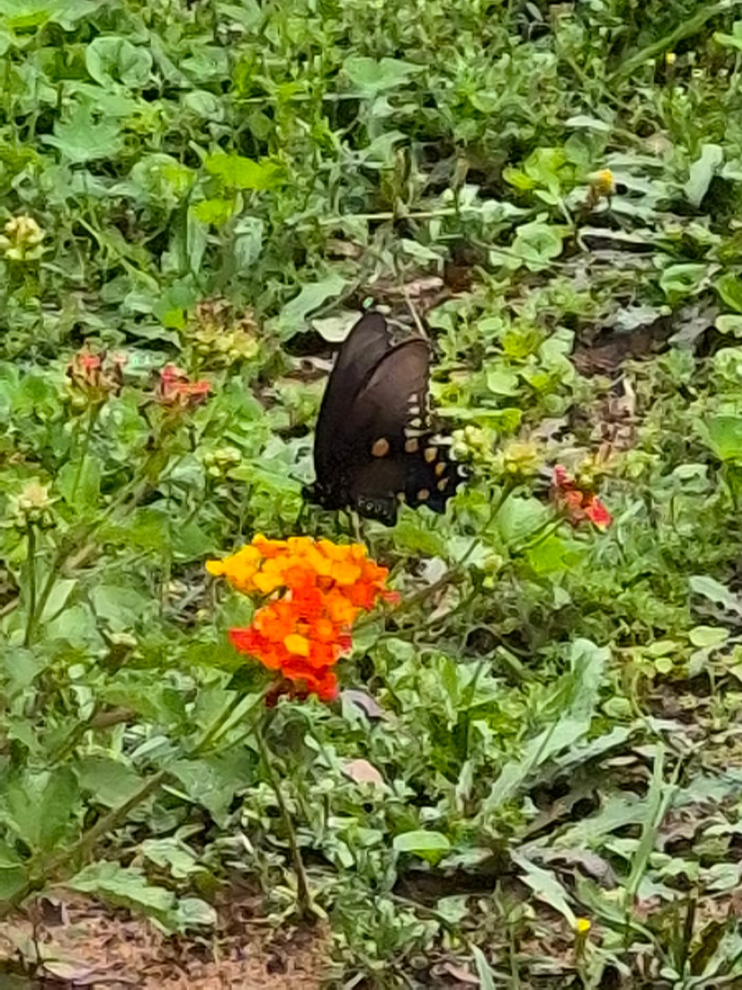 Customer photo review of Texas Lantana
