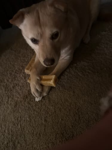 Reviewer's chow/sharpei mix holding a Himalayan Yak Chew between its front paws on a carpet.