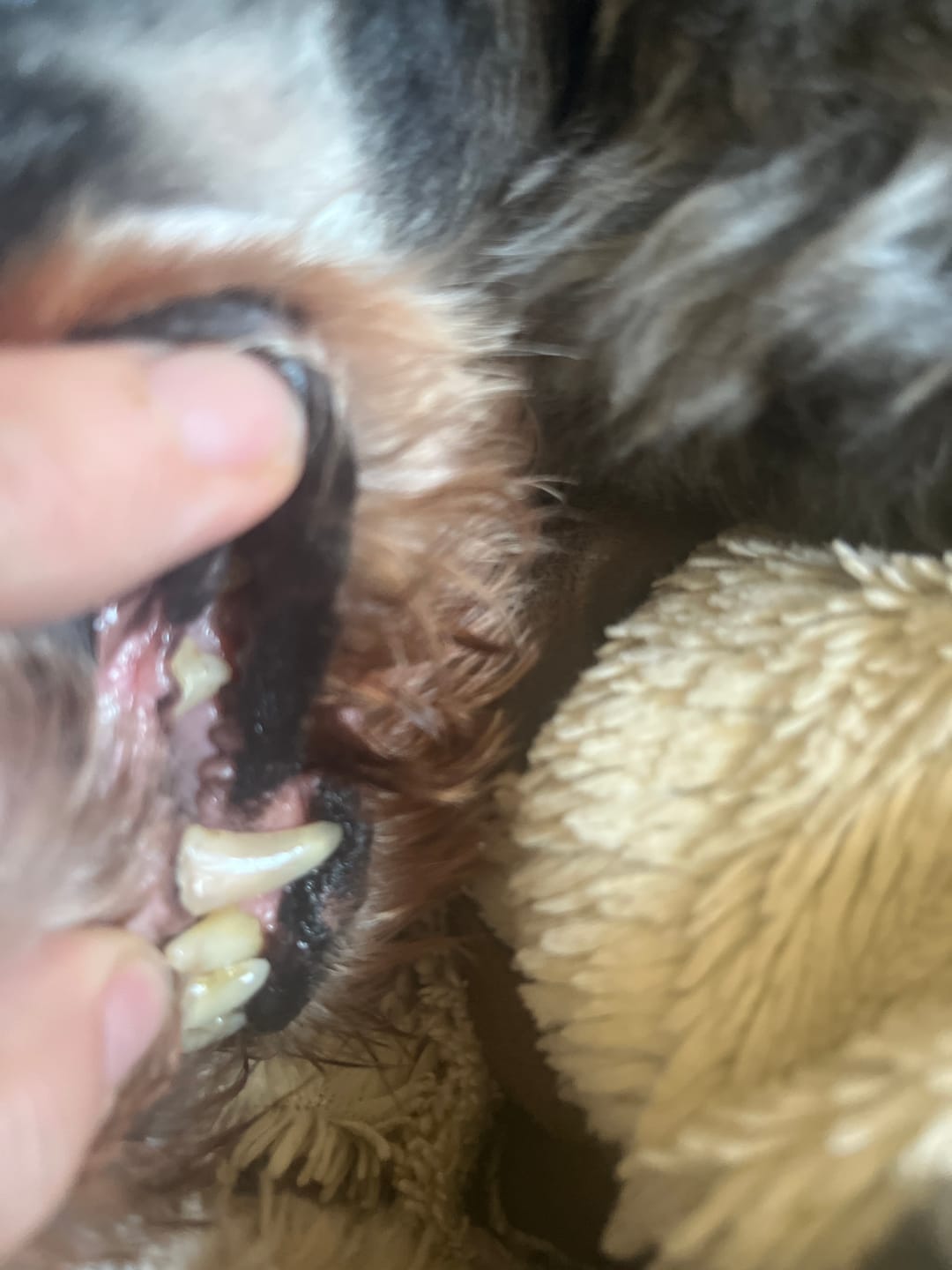 Customer photo review of Enzymodent: Enzymatische Zahnpasta für Hunde mit natürlicher Pflege- und Präventionsformel