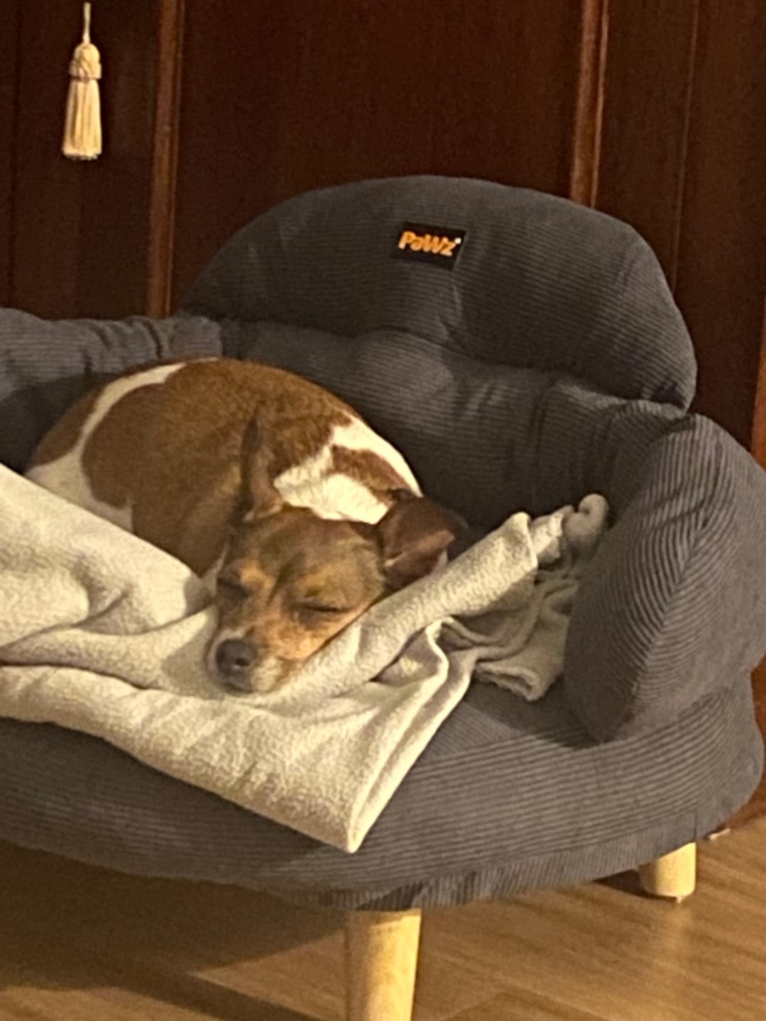 Customer photo review of CloudNest Elevated Pet Sofa Bed