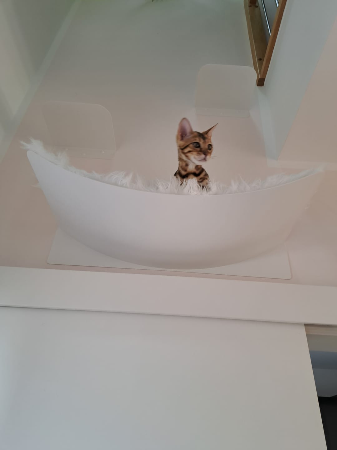 Customer photo review of STYA Katzen Kletterwand | Set Essence | Kratzstamm KS150 + XXL Hängematte WL370