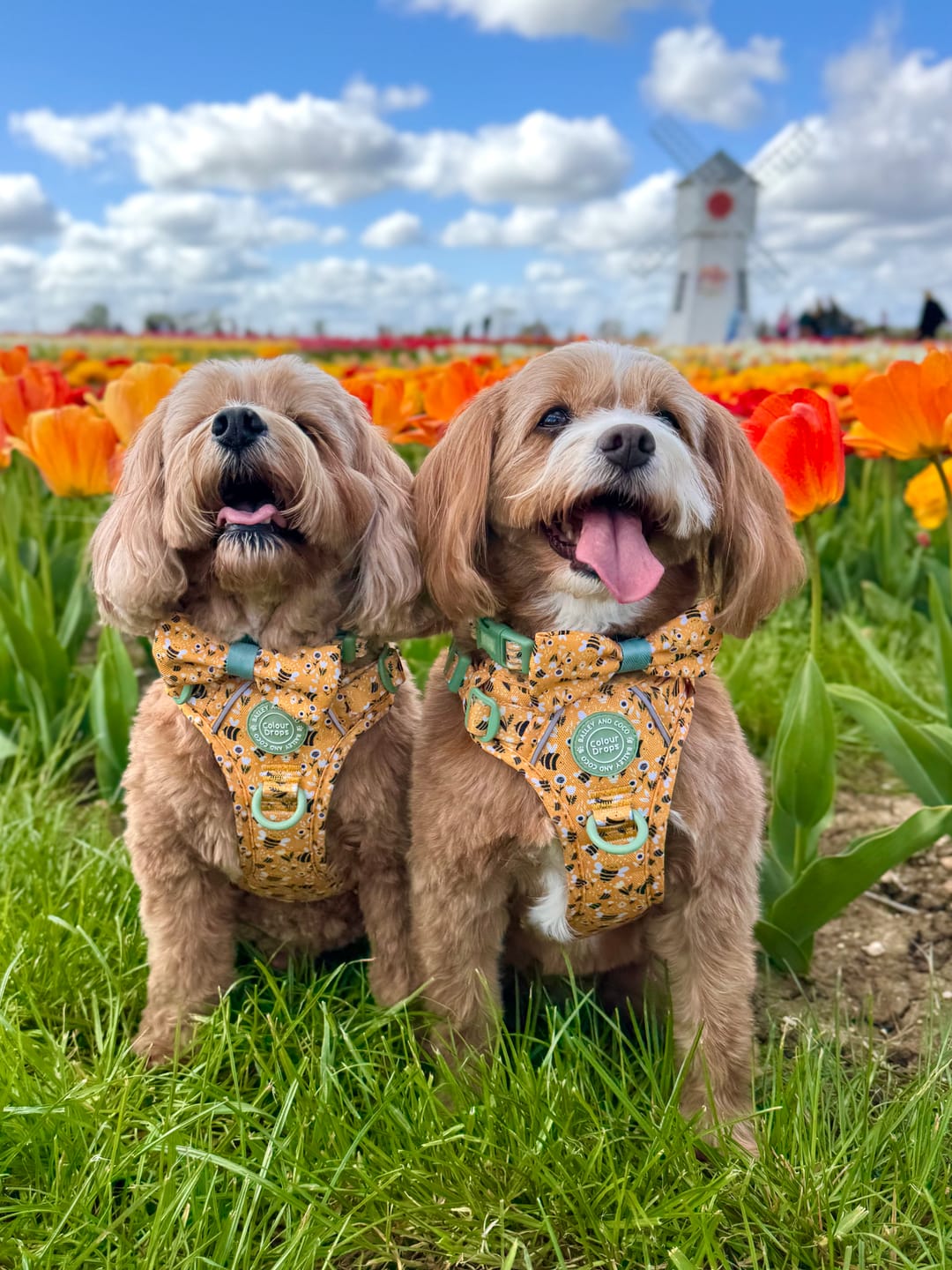 Customer photo review of Dog Harness - Colour Drops - Wanna-Bee