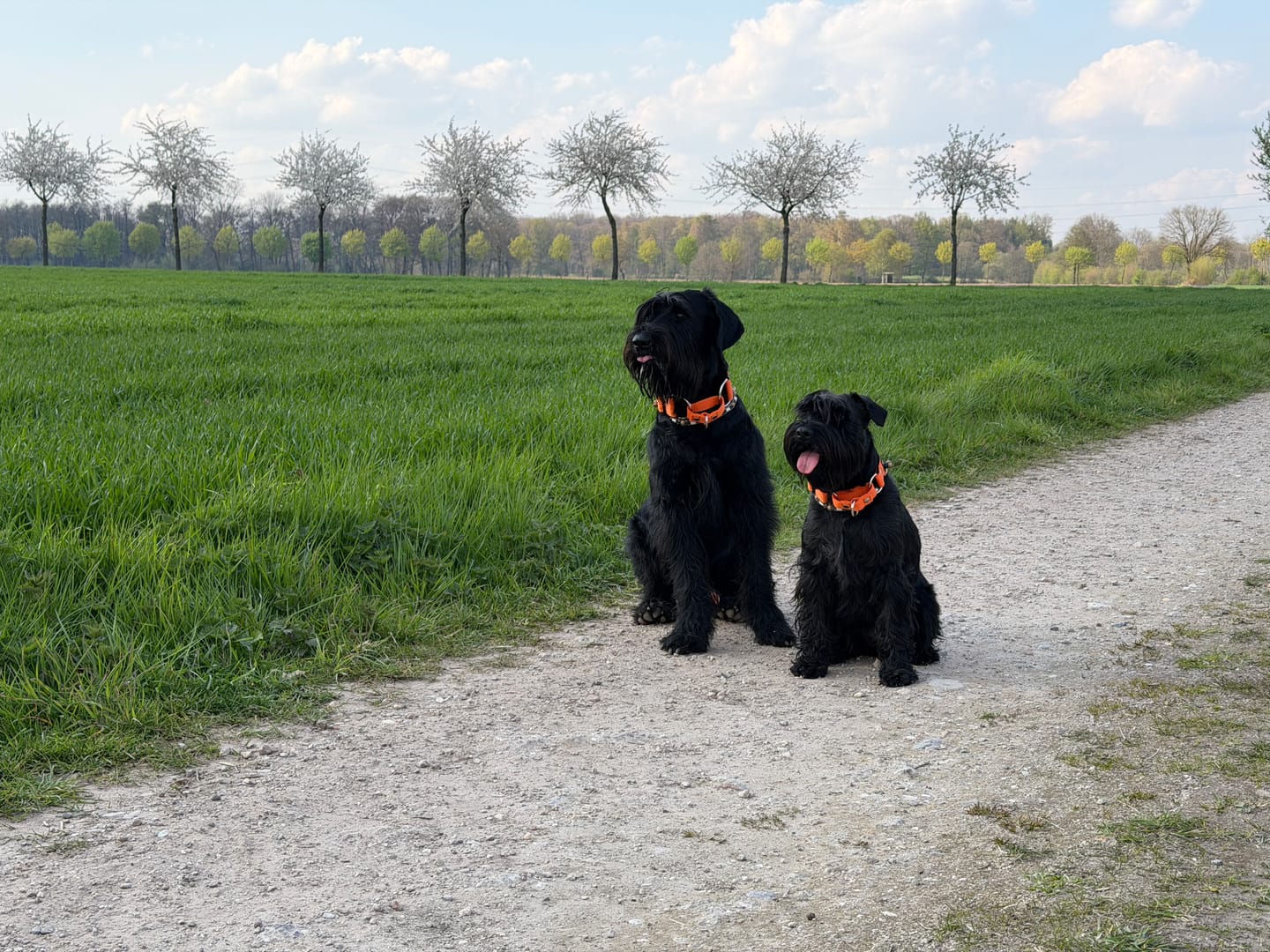 Customer photo review of Martingale halsband med namn