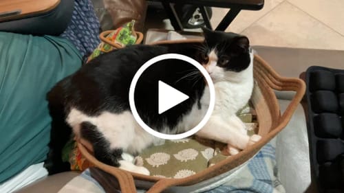 Customer video review of Instinct Basket | Meet the first research-backed natural territory for indoor cats