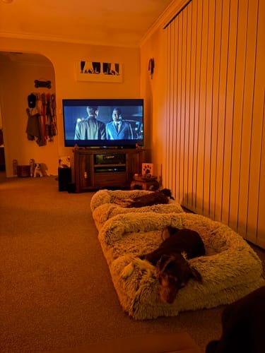 Customer photo review of Pet Orthopaedic Bed