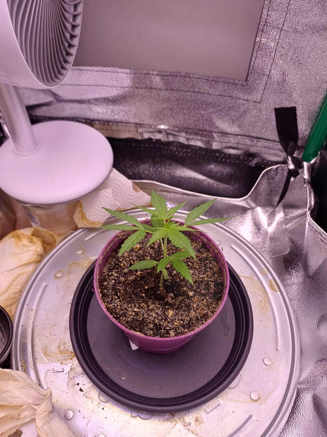 Customer photo review of Jack Herer Automatic Cali Strain Cannabis Samen - Autoflower - F1 Samen