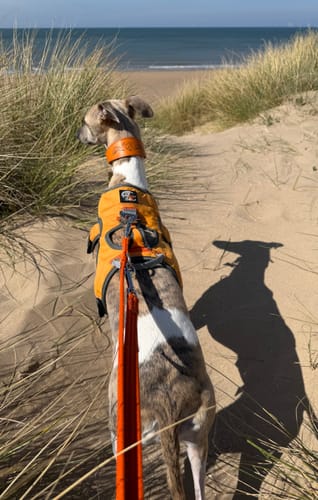Customer photo review of Running Hound Design Padded Leather Sighthound Collars
