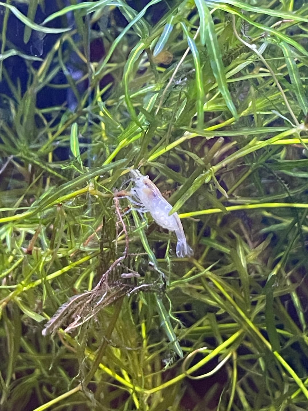 Customer photo review of Fourth Of July Shrimp Pack