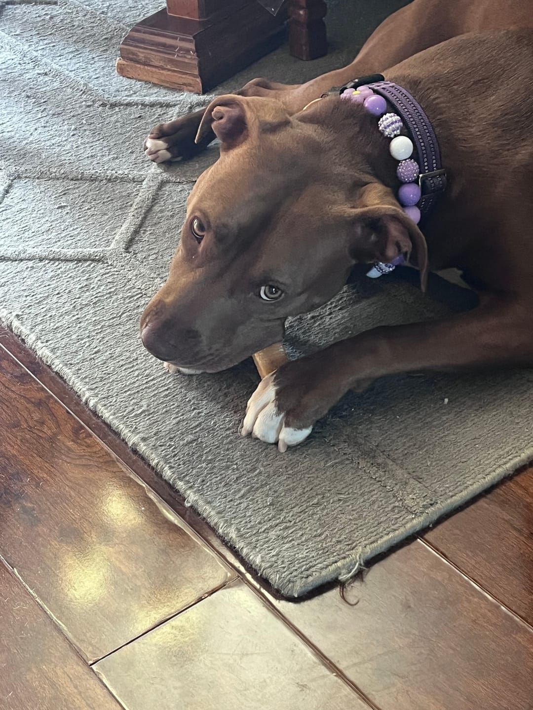 Customer photo review of Gift Bundle: 2 Large Yak Chews and a 6" Hickory Smoked Bully Stick