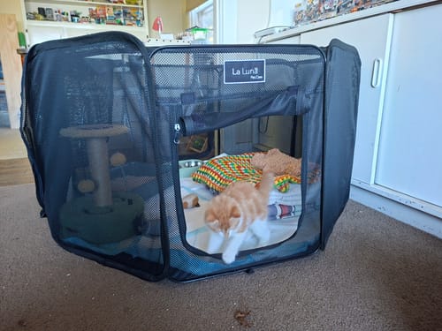 Customer photo review of Portable Pop Up Pet Pen