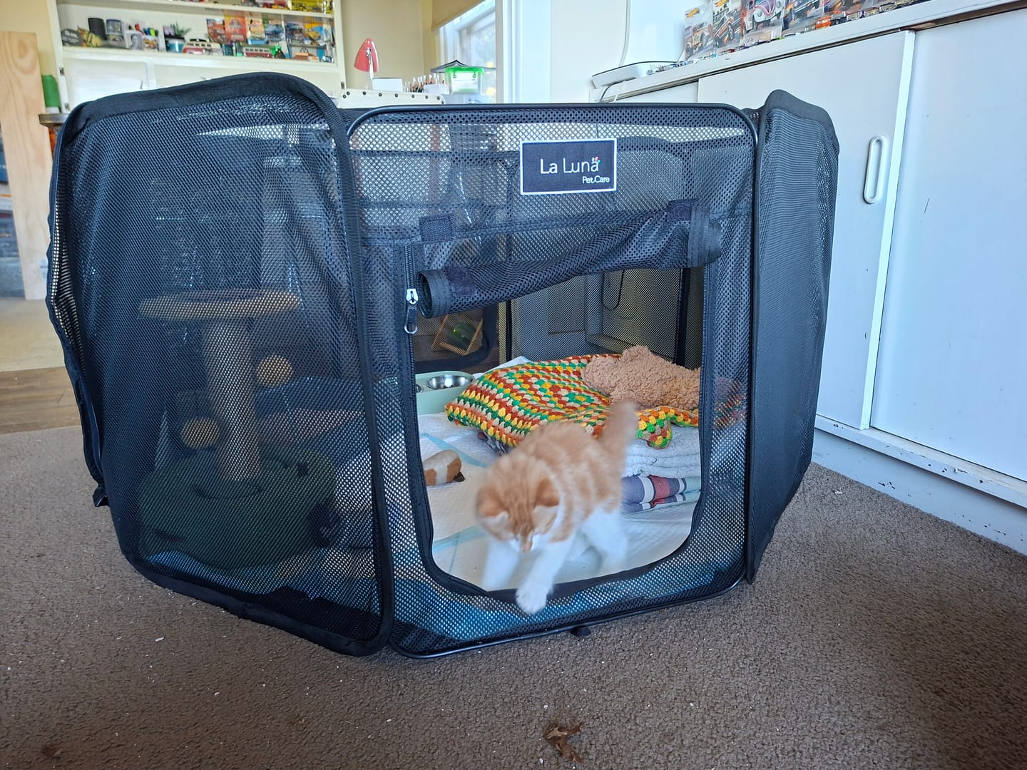 Customer photo review of Portable Pop Up Pet Pen