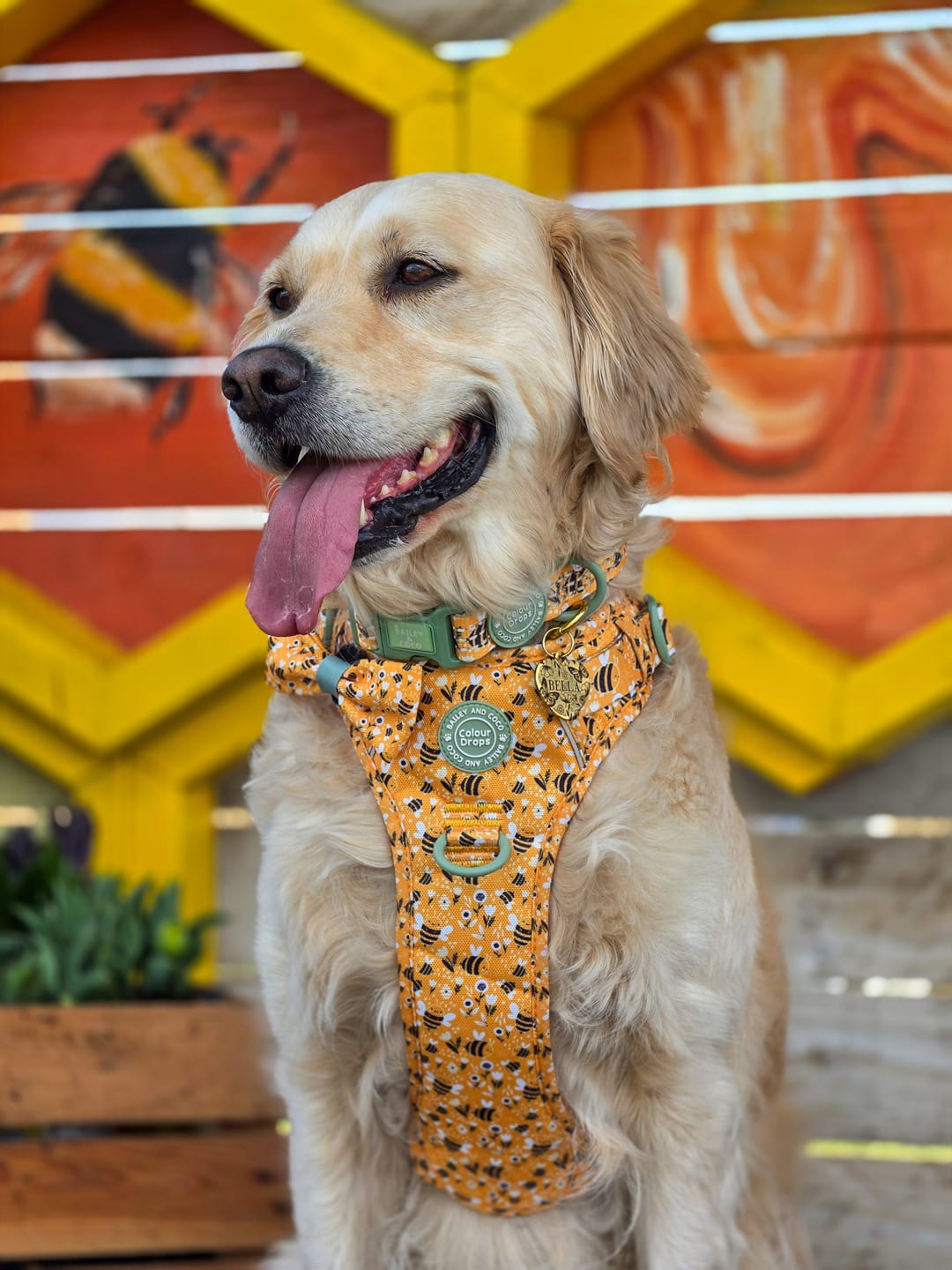 Customer photo review of Dog Harness - Colour Drops - Wanna-Bee
