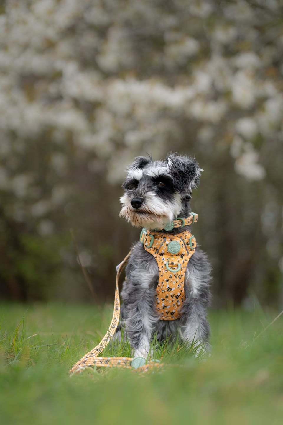 Customer photo review of Dog Harness - Colour Drops - Wanna-Bee