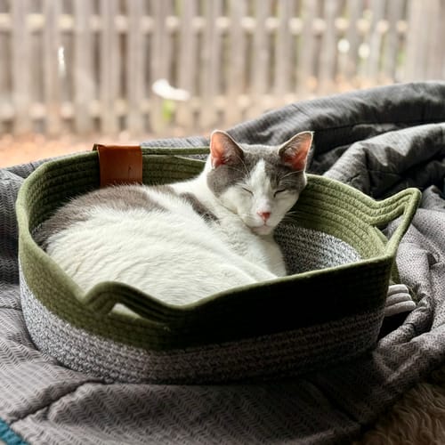 Customer photo review of Instinct Basket | Meet the first research-backed natural territory for indoor cats