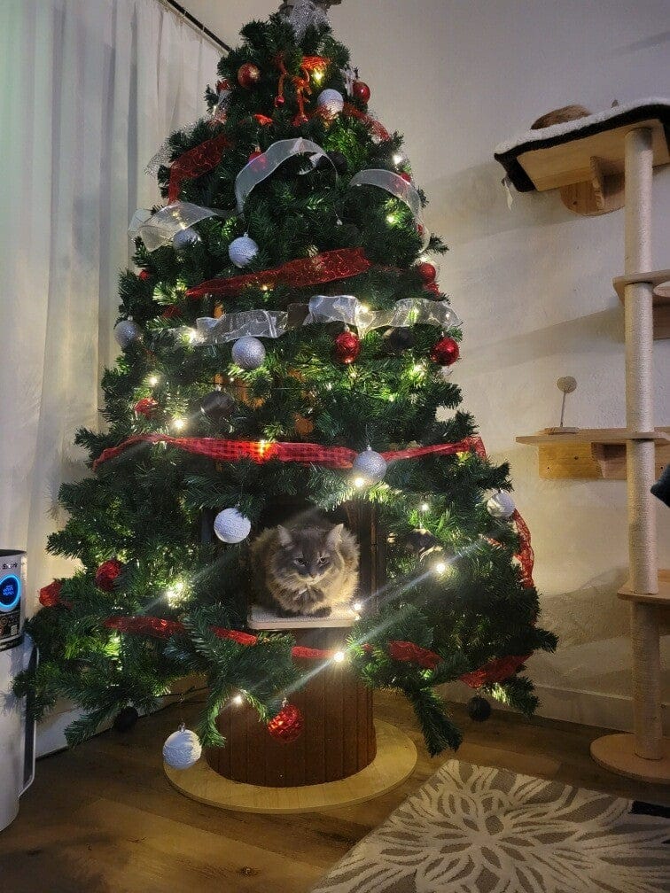 Customer photo review of Cat Christmas Tree - Sep 2026