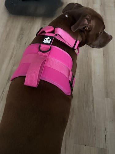 Customer photo review of No Pull Bully Proof Harness