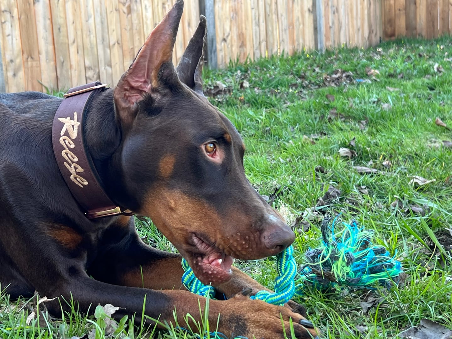 Customer photo review of 2" Tacti Luxe Dog Collar - Rose Gold - Chocolate