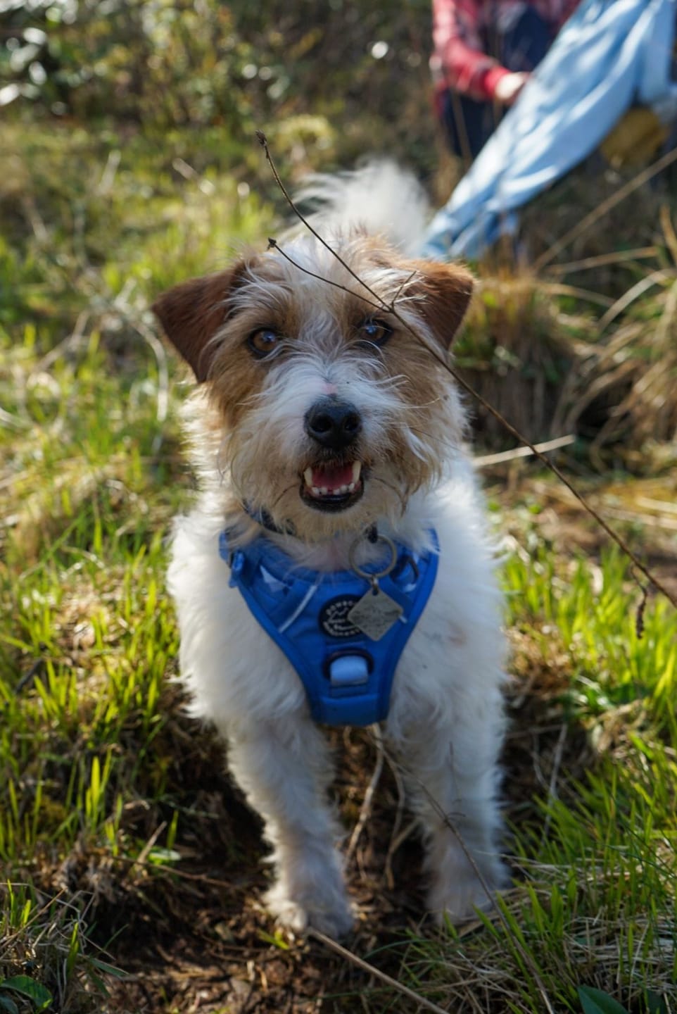 Customer photo review of Tough Trails™ Harness - Walkies Ready® Cornflower Blue
