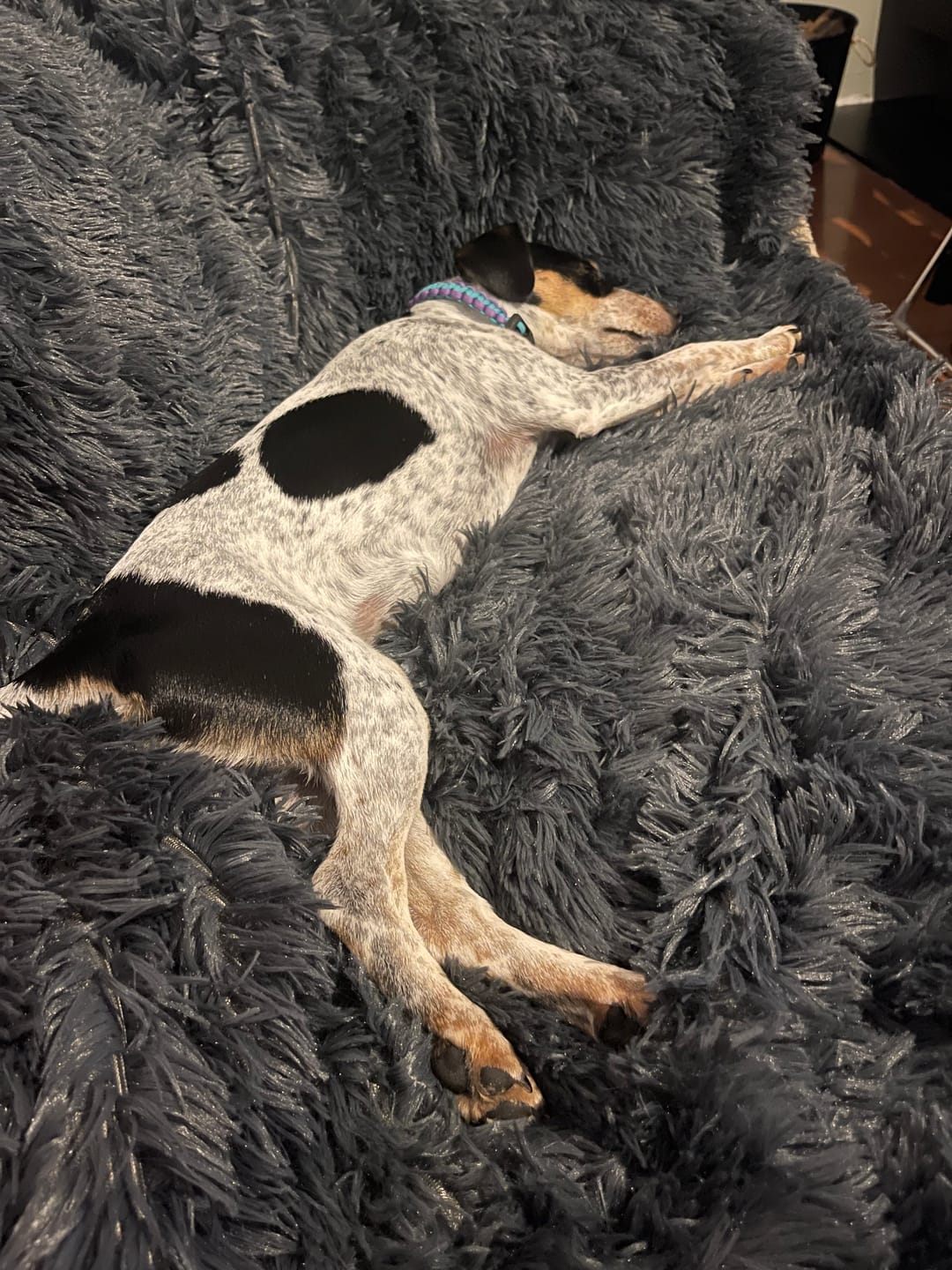 Customer photo review of Matching Calming Blanket