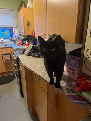 Customer photo review of 1 Month Supply – 1 Cat