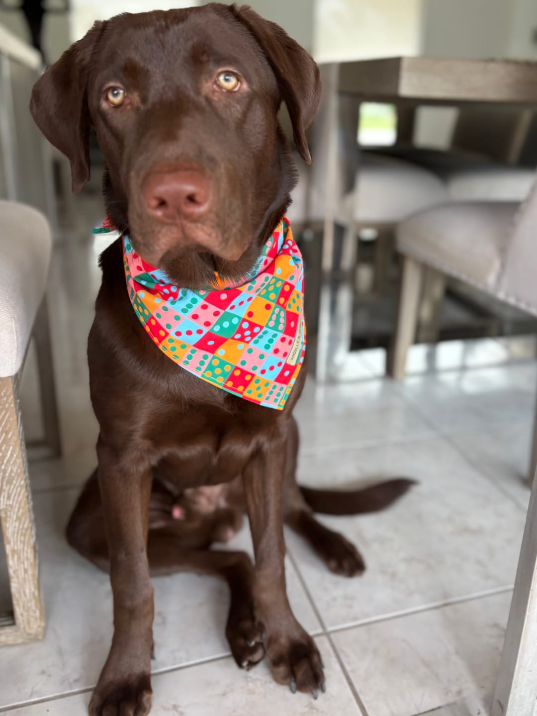 Customer photo review of Doble Seis - Reversible Dog Bandana