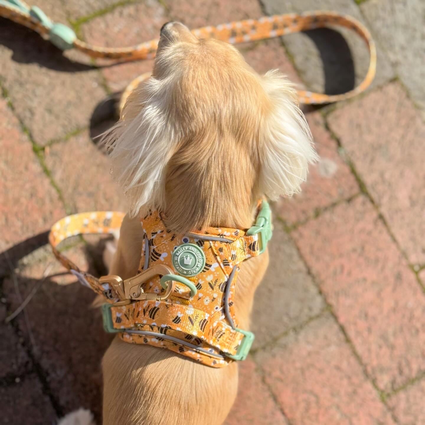 Customer photo review of Trail & Glow Dog Lead 5ft - Colour Drops - Wanna-Bee