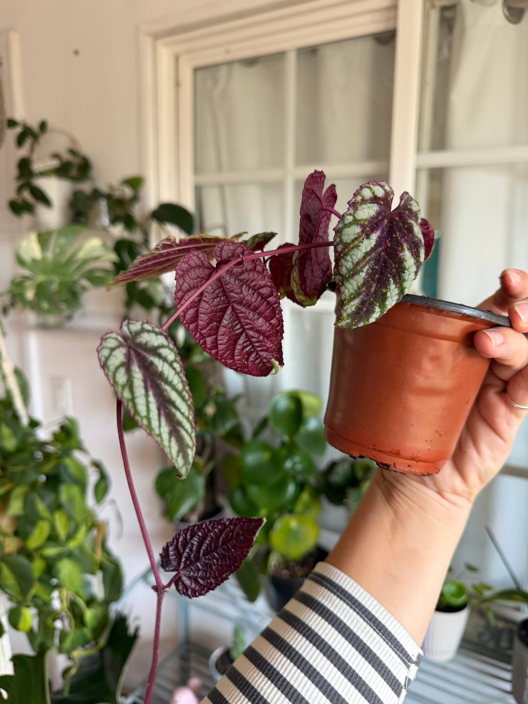 Customer photo review of Cissus Discolor Rex Begonia Vine