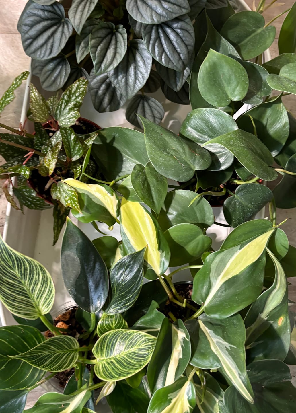 Customer photo review of Philodendron hederaceum