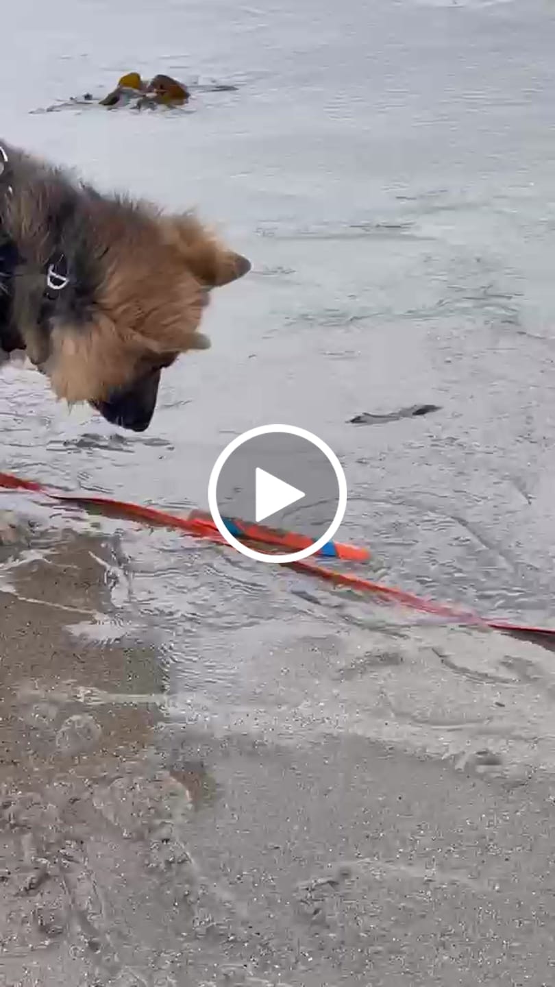 Customer video review of Anti-Pull TRI-Harness® | Training Dog Harness for All Breeds - Black