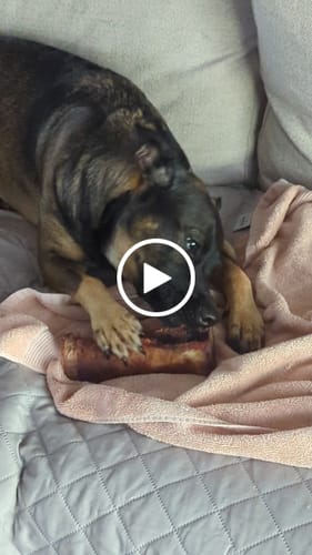 Customer video review of Collagen Sticks 6"