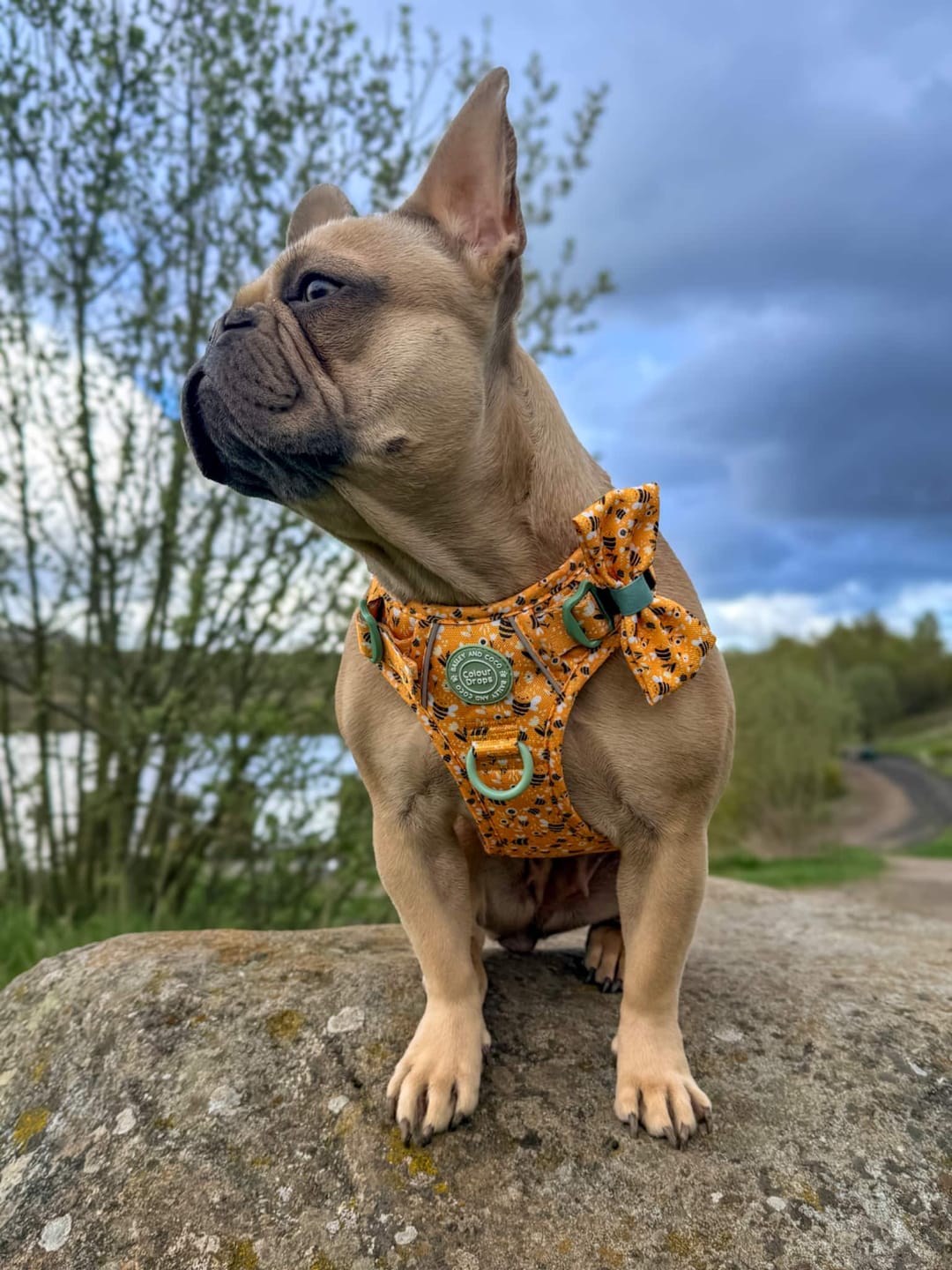 Customer photo review of Dog Harness - Colour Drops - Wanna-Bee