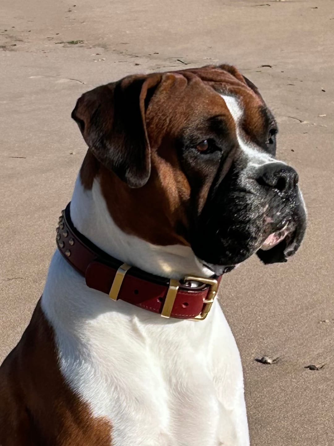 Customer photo review of Hand Made Leather Dog Collar- RuffNeck Cherry & Brass (Regular Fit)