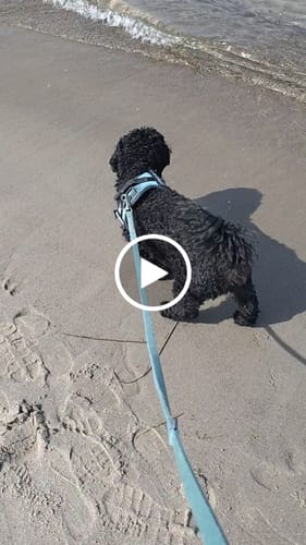 Customer video review of Lucky Belly