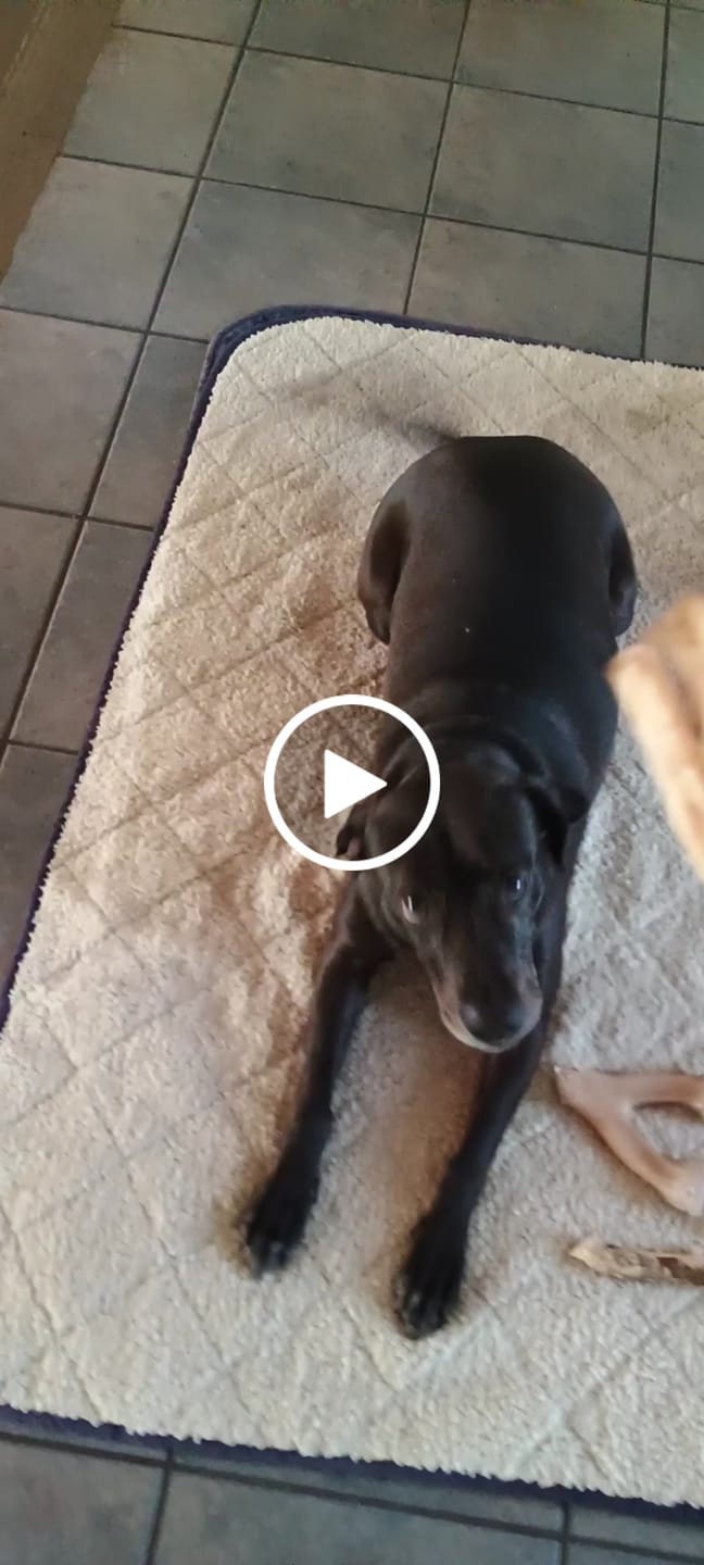 Customer video review of Ostrich Long Tendon (16" x 2.5" x 1"): The Satisfying, All-Natural Chew for Dental Health & Joint Support