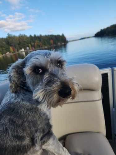 Customer photo review of Small Bully Stick Ring