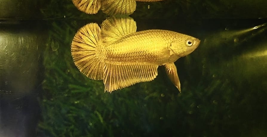 Customer photo review of Super Gold 24k Male Betta Fish | High Grade | Mystery Betta